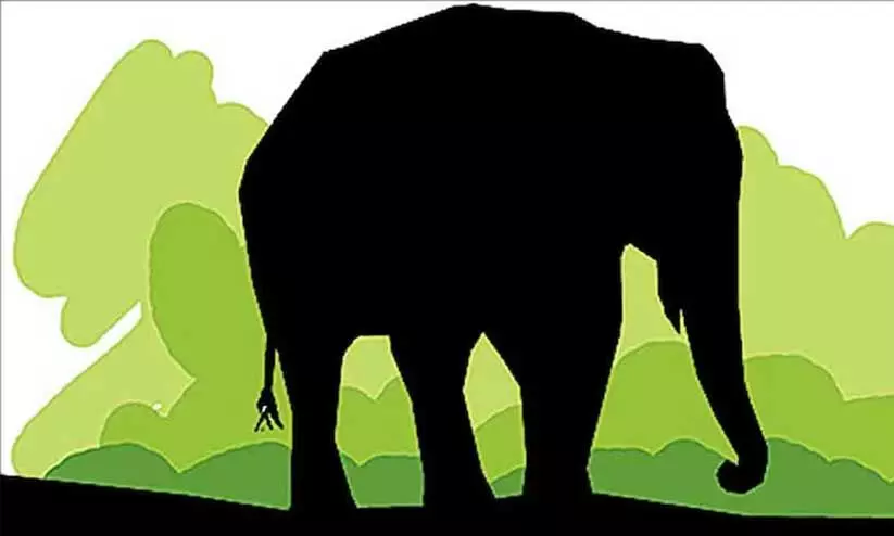 കാ​ട്ടാ​ന ആ​ക്ര​മ​ണ​ത്തി​ൽ ക​ർ​ഷ​ക​ൻ കൊ​ല്ല​പ്പെ​ട്ടു