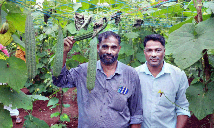 പ​ച്ച​ക്ക​റി​ കൃഷിയി​ൽ വി​ജ​യ​വു​മാ​യി സ​ഹോ​ദ​ര​ങ്ങ​ൾ