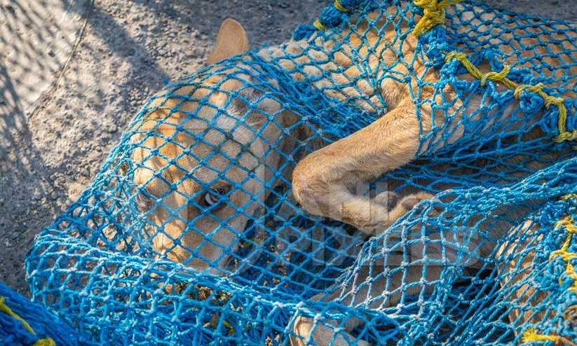 നഗരം മുൾമുനയിലായത് മണിക്കൂറുകൾ; ‘ജനത്തെ കടിച്ചുപറിച്ച തെരുവുനായ് വലയിൽ’ നഗരം മുൾമുനയിലായത് മണിക്കൂറുകൾ; ‘ജനത്തെ കടിച്ചുപറിച്ച തെരുവുനായ് വലയിൽ’