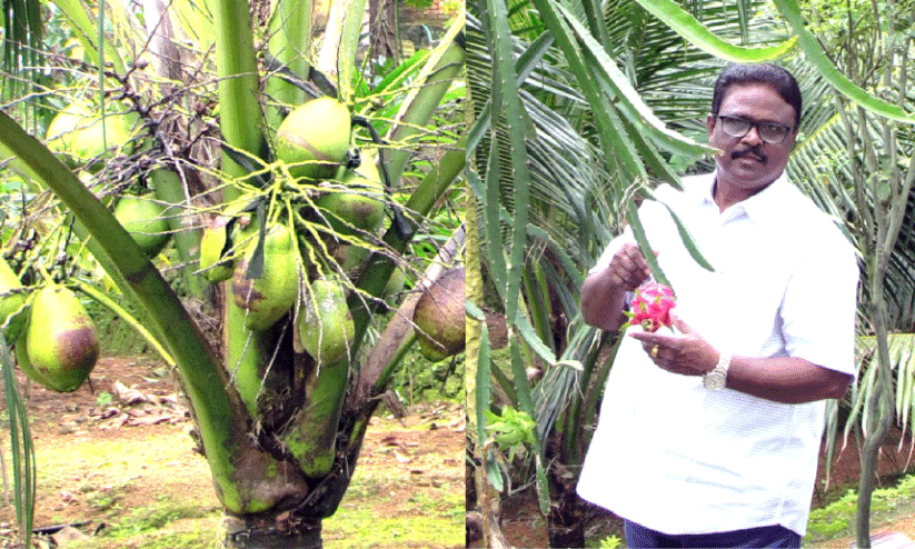 ബിസിനസ്​ വിട്ട്​ കൃഷിയിൽ; കർഷക അവാർഡിന്‍റെ തിളക്കത്തിൽ ഡൊമിനിക്