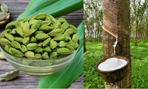 റബറിന് ഡിമാൻഡ് തുടരുന്നു; ഏലം വിളവെടുപ്പ് നീളും