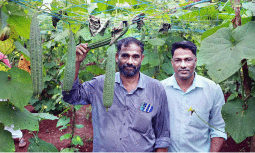 പ​ച്ച​ക്ക​റി​ കൃഷിയി​ൽ വി​ജ​യ​വു​മാ​യി സ​ഹോ​ദ​ര​ങ്ങ​ൾ