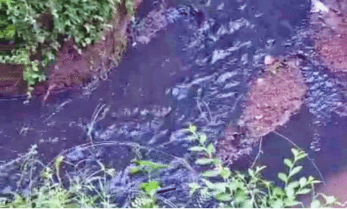 പൂന്തുരുത്തി തോട്ടിലേക്ക് കക്കൂസ് മാലിന്യം ഒഴുക്കി