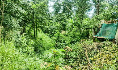 തദ്ദേശ സ്വയംഭരണ അദാലത്; കനാൽ ശുചീകരണത്തിന് കെ.ഐ.പി നടപടിയെടുക്കണം