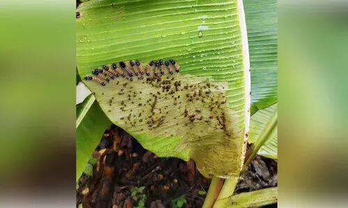 ചൊറിയൻ പുഴു ഇലകൾ തിന്നുതീർക്കുന്നു; കണ്ണീരിലായി കർഷകർ
