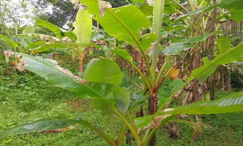 കാട്ടുപന്നികൾ, വാഴകളിൽ പുഴു; കർഷകന് കണ്ണീരോണം