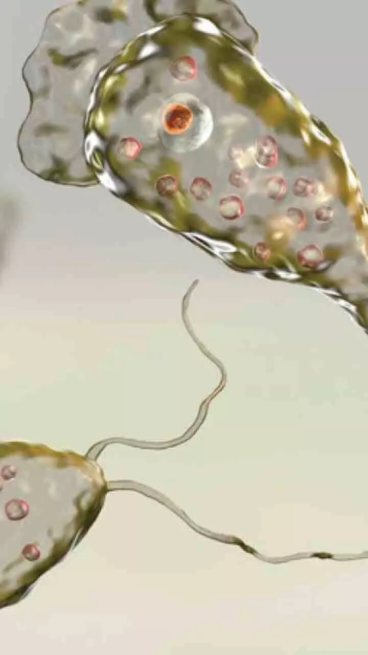 അമീബിക് മസ്‌തിഷ്‌കജ്വരം; ശ്രദ്ധിക്കണം ഇക്കാര്യങ്ങൾ...