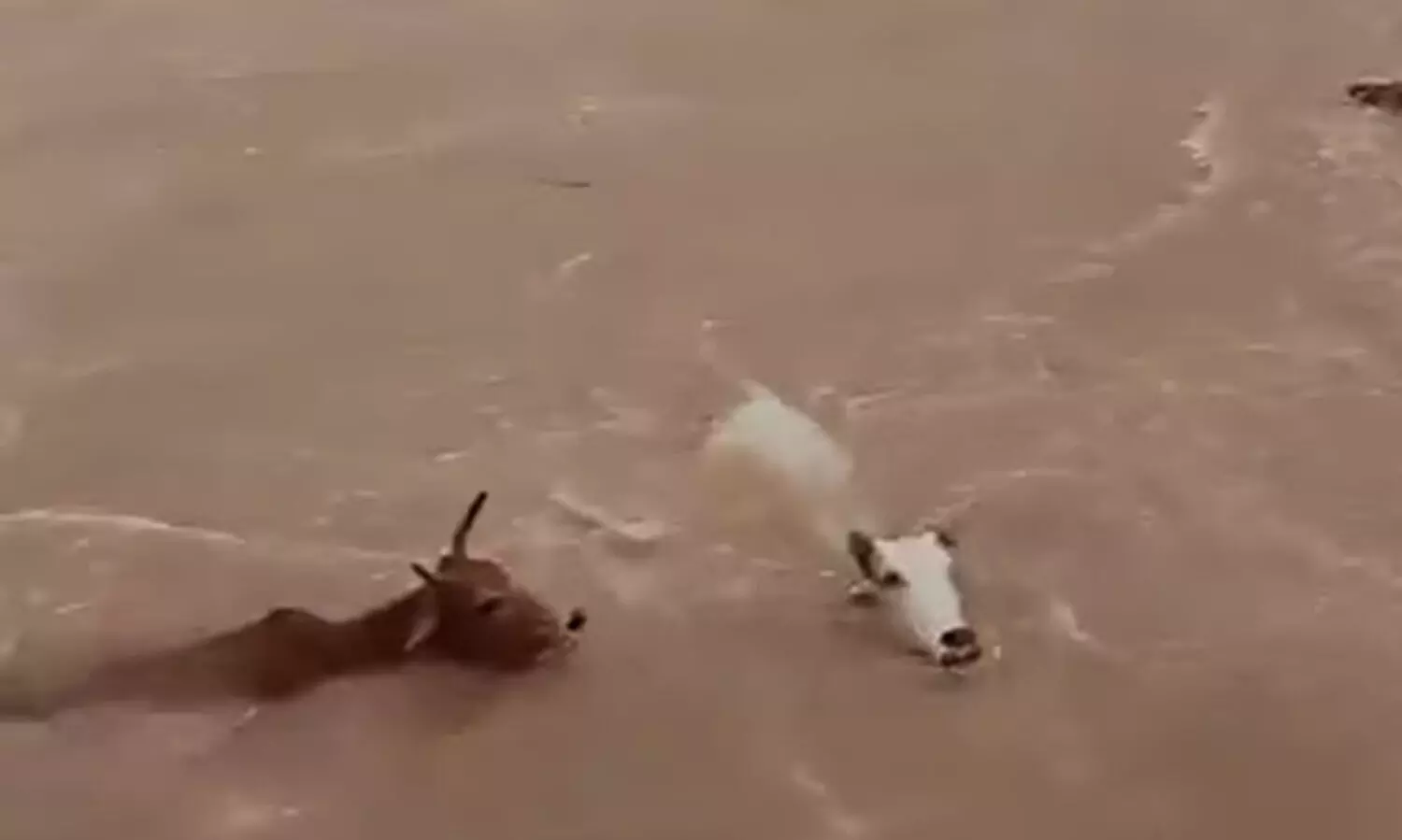 മധ്യപ്രദേശിൽ 50 പശുക്കളെ പുഴയിലെറിഞ്ഞു; 20 എണ്ണം ചത്തു, പൊലീസ് കേസെടുത്തു