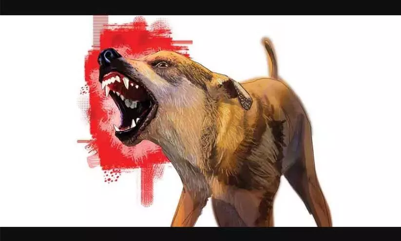 മു​ണ്ടൂ​ർ ​പ​ഞ്ചാ​യ​ത്തി​ൽ തെ​രു​വു​നാ​യ് വി​ള​യാ​ട്ടം: ആ​റുപേ​രെ ക​ടി​ച്ചു