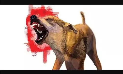 മുണ്ടൂർ പഞ്ചായത്തിൽ തെരുവുനായ് വിളയാട്ടം: ആറുപേരെ കടിച്ചു മുണ്ടൂർ പഞ്ചായത്തിൽ തെരുവുനായ് വിളയാട്ടം: ആറുപേരെ കടിച്ചു