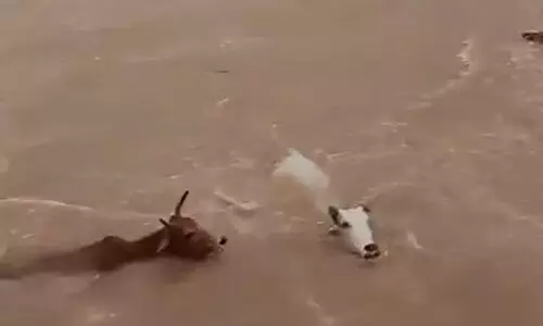 മധ്യപ്രദേശിൽ 50 പശുക്കളെ പുഴയിലെറിഞ്ഞു; 20 എണ്ണം ചത്തു, പൊലീസ് കേസെടുത്തു