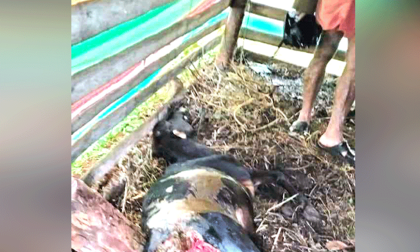 കല്ലപ്പള്ളിയിൽ പുലിഭീഷണി; പശുക്കിടാവിനെ കൊന്നു കല്ലപ്പള്ളിയിൽ പുലിഭീഷണി; പശുക്കിടാവിനെ കൊന്നു