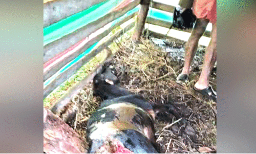 കല്ലപ്പള്ളിയിൽ പുലിഭീഷണി; പശുക്കിടാവിനെ കൊന്നു