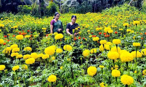 ചെ​ണ്ടു​മ​ല്ലി വ​സ​ന്ത​വു​മാ​യി പൂ​പ്പാ​ട​ങ്ങ​ളൊ​രു​ങ്ങി
