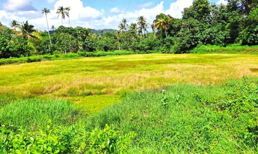 ന​വീ​ക​രി​ച്ച കാ​വ​നാ​ട് ചി​റ വീ​ണ്ടും നാ​ശ​​ത്തി​ലേ​ക്ക്
