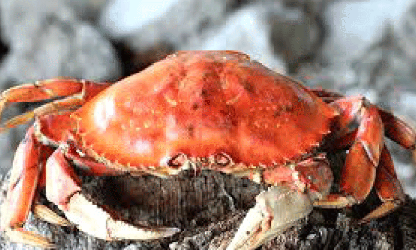 Crab catch Crab catch