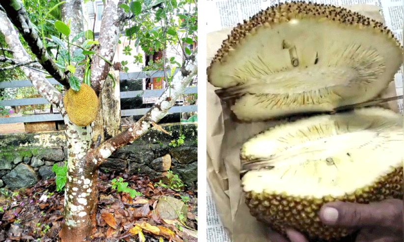 ചുളയും അരക്കുമില്ല; കൗതുകമായി വിയറ്റ്‌നാം പ്ലാവ്