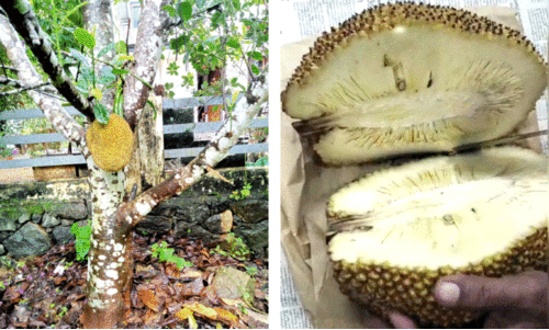 ചുളയും അരക്കുമില്ല; കൗതുകമായി വിയറ്റ്‌നാം പ്ലാവ്