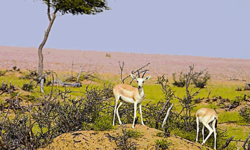 Arabian Oryx Reserve