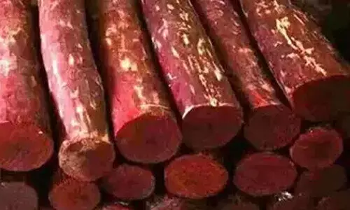 മറയൂർ ചന്ദനം കടത്ത്; പിന്നിൽ അന്തർ സംസ്ഥാന മാഫിയ