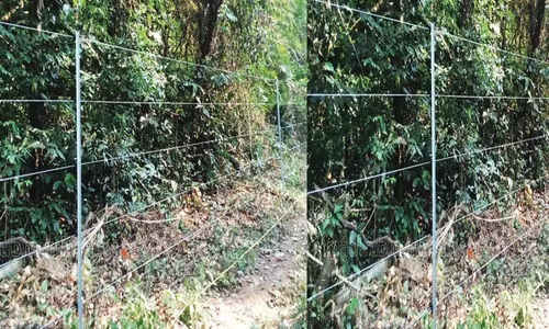 കമ്പിവേലിയിൽനിന്ന് ഷോക്കേറ്റ് മരണം: അന്വേഷണം കാലതാമസമില്ലാതെ പൂർത്തിയാക്കണമെന്ന് മനുഷ്യാവകാശ കമീഷൻ