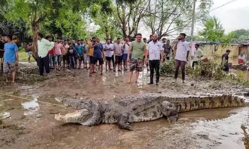 വെള്ളപ്പൊക്കത്തിൽ കരയിലെത്തിയ മുതല 30കാരനെ ആക്രമിച്ച് കൊന്നു