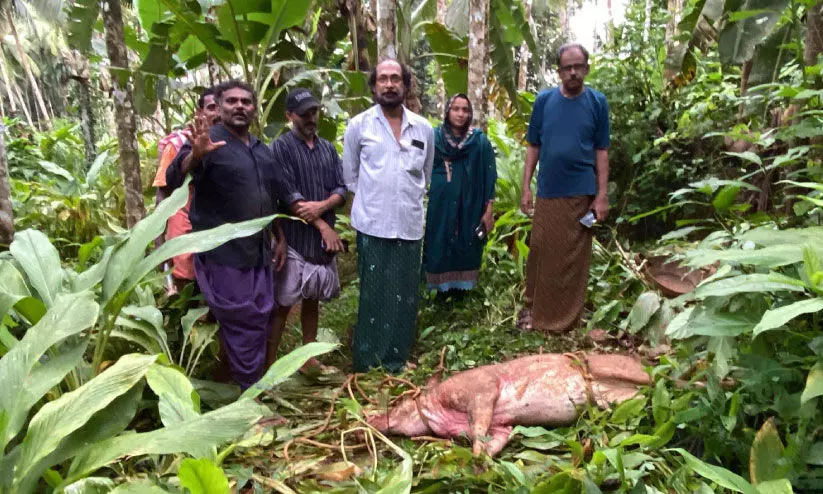 wild boar shot dead wild boar shot dead