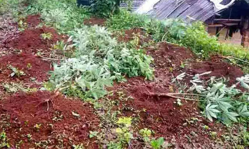 wild boars destroyed crops