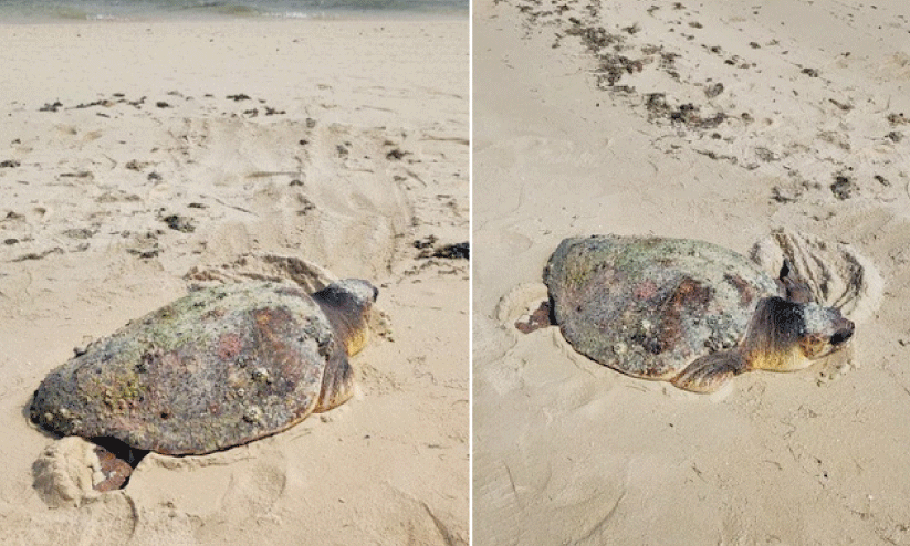 ക​ട​ലാ​മ​ക​ൾ​ക്ക് ക​രു​ത​ലാ​യി മ​റൈ​ൻ ടീം