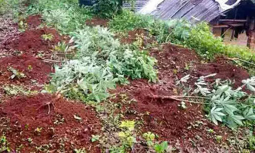 wild boars destroyed crops