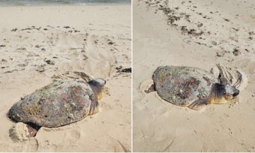 ക​ട​ലാ​മ​ക​ൾ​ക്ക് ക​രു​ത​ലാ​യി മ​റൈ​ൻ ടീം