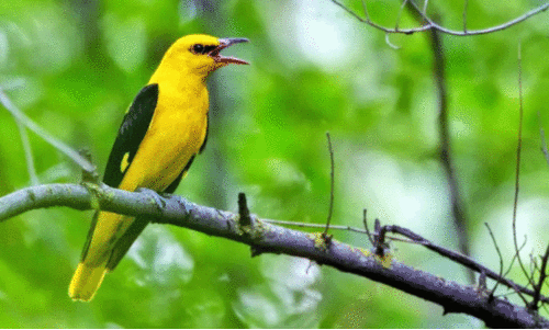 സൗ​ദി​യി​ൽ ഇ​നി വേ​ട്ട​ക്കാ​ലം; നി​ർ​ദിഷ്​​ട സ്ഥ​ല​ങ്ങ​ളി​ൽ പ​ക്ഷി​മൃ​ഗാ​ദി​ക​ളെ വേ​ട്ട​യാ​ടാ​ൻ അ​നു​മ​തി