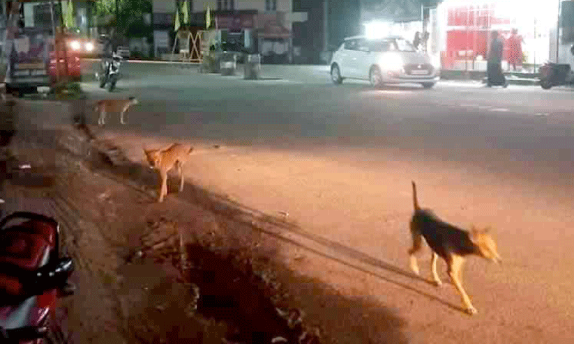 കിഴക്കൻമേഖലയിൽ തെരുവുനായ് ശല്യം