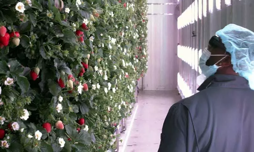 Strawberry cultivation Strawberry cultivation