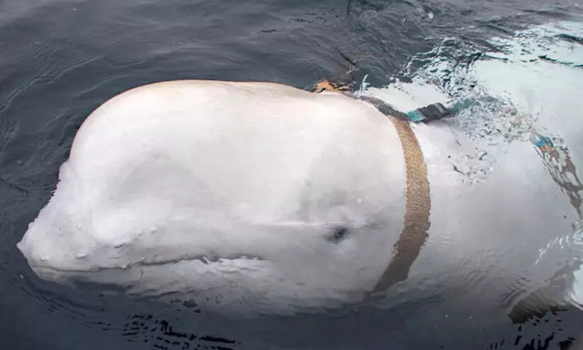 ‘റഷ്യൻ ചാര തിമിംഗലം’ ഹവാൽദിമിർ ചത്ത നിലയിൽ ‘റഷ്യൻ ചാര തിമിംഗലം’ ഹവാൽദിമിർ ചത്ത നിലയിൽ