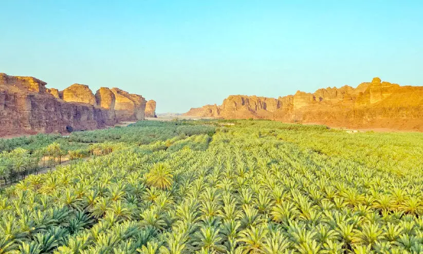 palm farming palm farming