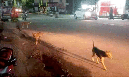 കിഴക്കൻമേഖലയിൽ തെരുവുനായ് ശല്യം കിഴക്കൻമേഖലയിൽ തെരുവുനായ് ശല്യം