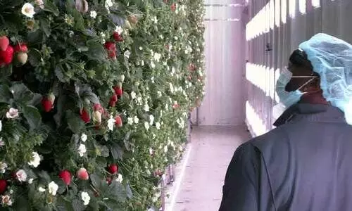 Strawberry cultivation