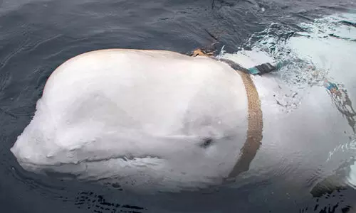 ‘റഷ്യൻ ചാര തിമിംഗലം’ ഹവാൽദിമിർ ചത്ത നിലയിൽ