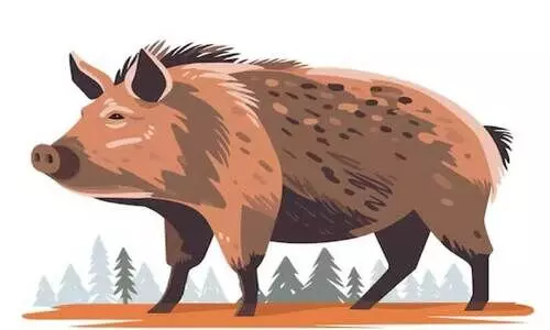 പ്ര​തീ​ക്ഷ​യ​റ്റ് ക​ർ​ഷ​ക​ർ; കാ​ട്ടു​പ​ന്നി ആ​ക്ര​മ​ണ​ത്തി​ൽ ല​ക്ഷ​ങ്ങ​ളു​ടെ നാ​ശ​ന​ഷ്ടം