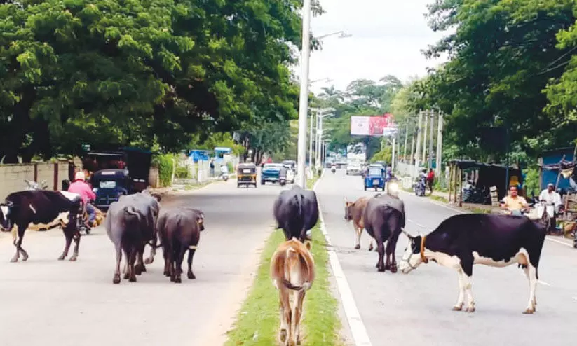 Stray cattles in road Stray cattles in road