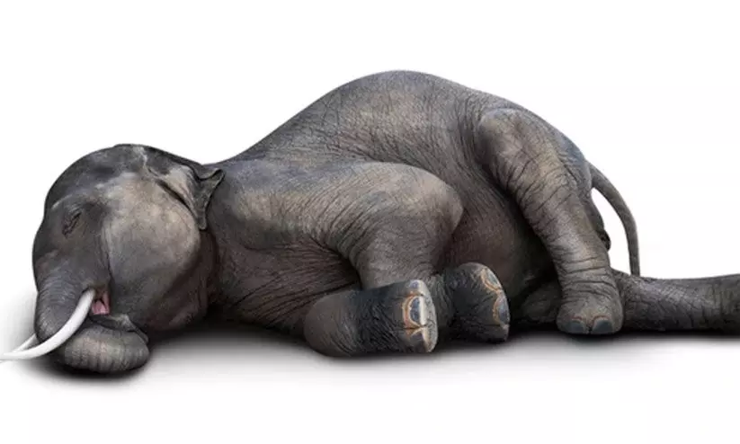 അഞ്ചു ദിവസത്തിനിടെ ബി.ആർ.ടി ഹിൽസിൽ മൂന്ന് കാട്ടാനകളുടെ ജഡം കണ്ടെത്തി അഞ്ചു ദിവസത്തിനിടെ ബി.ആർ.ടി ഹിൽസിൽ മൂന്ന് കാട്ടാനകളുടെ ജഡം കണ്ടെത്തി