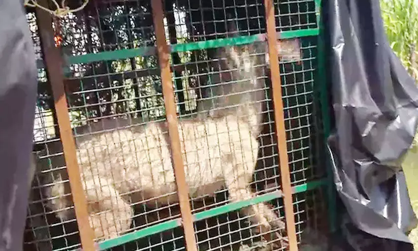 യു.പിയിൽ ഉറങ്ങിക്കിടക്കുകയായിരുന്ന രണ്ടു വയസ്സുകാരിയെ ചെന്നായക്കൂട്ടം കടിച്ചു കൊന്നു; മൂന്നു പേർക്ക് പരിക്ക്