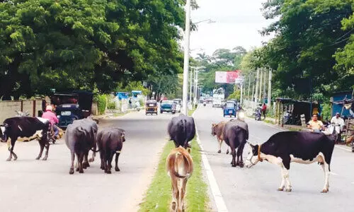 Stray cattles in road