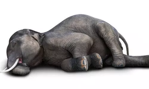 അ​ഞ്ചു ദി​വ​സ​ത്തി​നി​ടെ ബി.​ആ​ർ.​ടി ഹി​ൽ​സി​ൽ മൂ​ന്ന് കാ​ട്ടാ​ന​ക​ളു​ടെ ജ​ഡം ക​ണ്ടെ​ത്തി