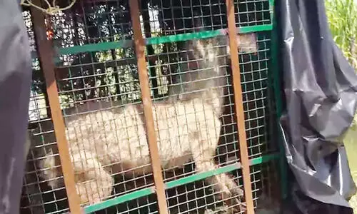 യു.പിയിൽ ഉറങ്ങിക്കിടക്കുകയായിരുന്ന രണ്ടു വയസ്സുകാരിയെ ചെന്നായക്കൂട്ടം കടിച്ചു കൊന്നു; മൂന്നു പേർക്ക് പരിക്ക്