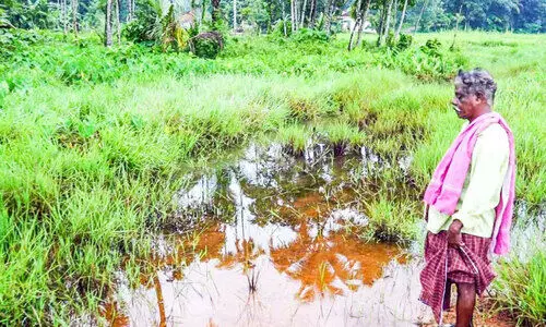 water logging in paddy field