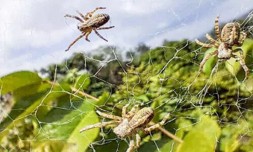 rare spider species rare spider species