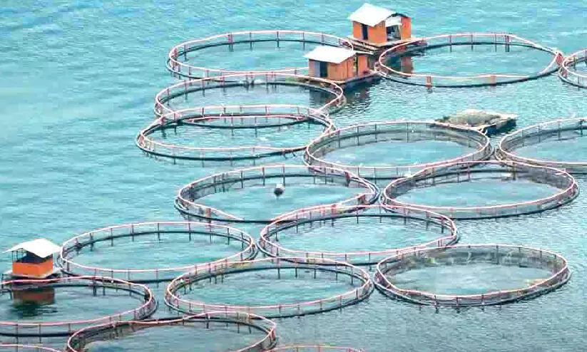 ക​ട​ൽ​ക്കൂ​ട്