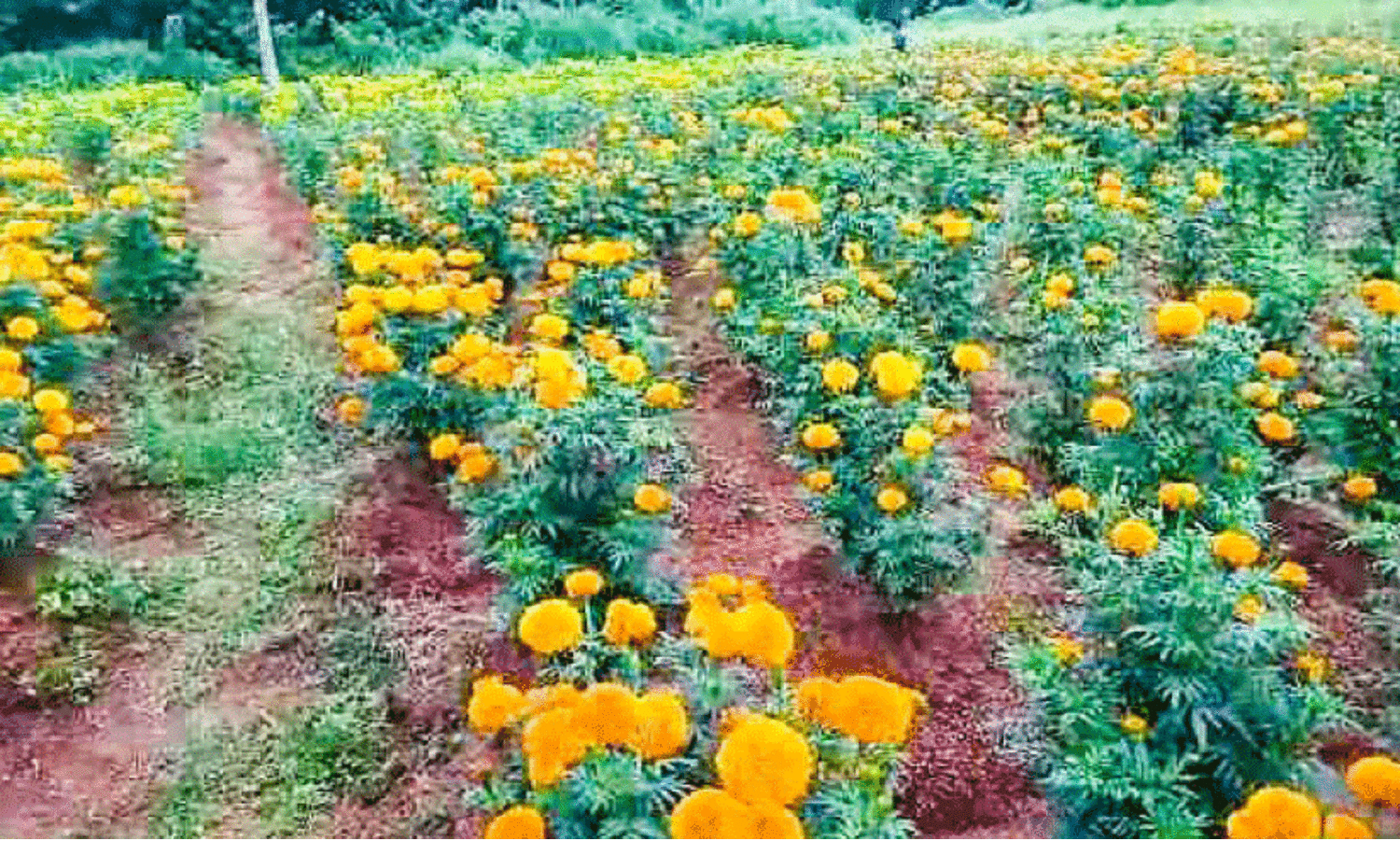 പൂ കൃഷിയിൽ പ്രതീക്ഷയർപ്പിച്ച് ബിന്ദു